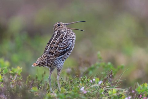 Doppelschnepfe (Gallinago media) Great snipe, male