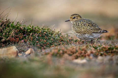 European golden plover (Pluvialis apricaria), resting during his migration travel to the south,