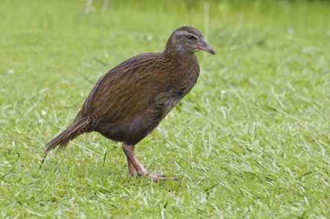 Weka (Gallirallus australis), New Zealand