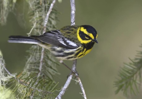 Townsend's Warbler (Setophaga townsendi)