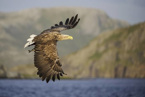 White-tailed Eagle (Haliaeetus albicilla) flying, Nord-Trondelag, Norway