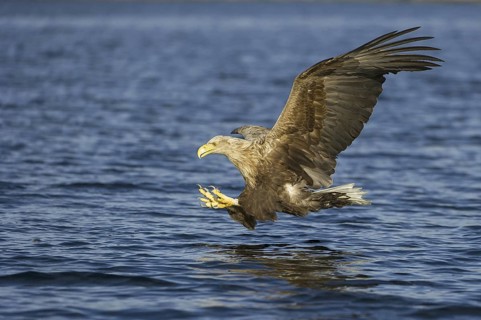 White-tailed Eagle (Haliaeetus albicilla) flying, Nord-Trondelag, Norway