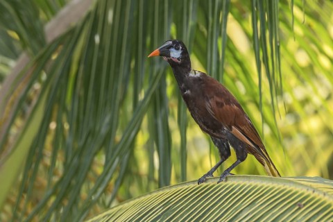 Montezuma Oropendola (Psarocolius montezuma), Costa Rica