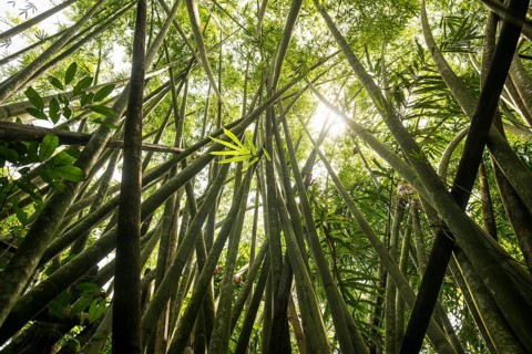 Jungle with giant bamboo, Khao Sok National Park, Phang Nga, Surat Thani, Thailand