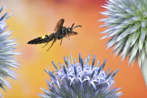 Scolia hirta (Scolia hirta) in flight on a globe thistle (Echinops)