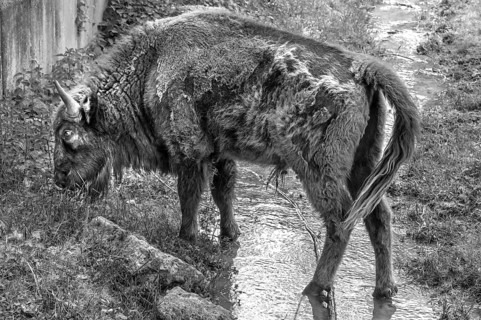 European bison (Bison bonasus) in a stream, wildlife park, Bavaria, Germany