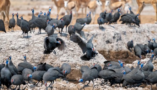 Helmeted guinea fowl (Numida meleagris), flock at the waterhole, Nxai Pan National Park, Botswana