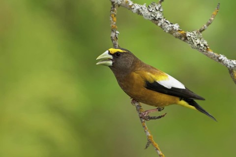 Evening Grosbeak (Hesperiphona vespertina) male singing, British Columbia, Canada