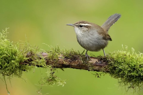 Bewick's Wren (Thryomanes bewickii), British Columbia, Canada