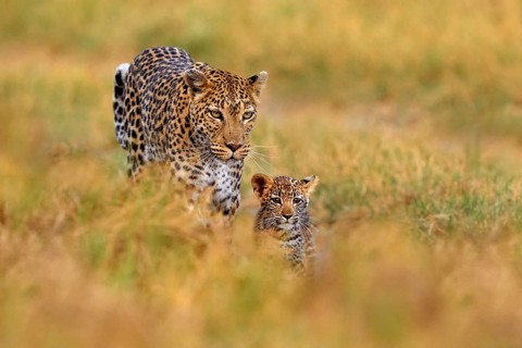 Leopard cub with mother walk. Big wild cat in the nature habitat, sunny day on the savannah, Khwai