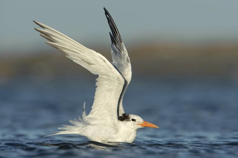 Royal Tern (Thalasseus maximus), Texas, USA