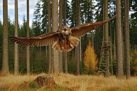 Owl in forest habitat, wide angle lens. Flying Eurasian Eagle Owl with open wings in forest
