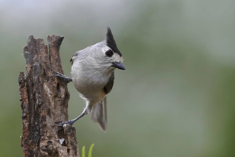 Black-crested Titmouse (Baeolophus atricristatus), Texas, USA