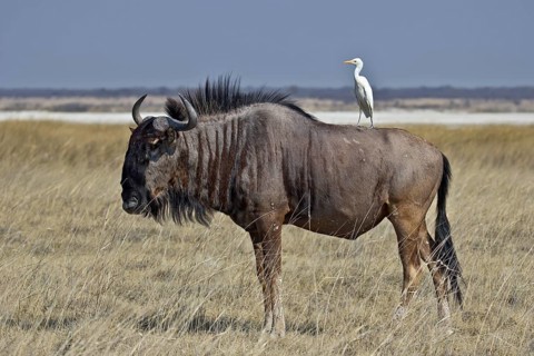 Western Cattle Egret (Bubulcus ibis) perched on a Wildebeest, Ethosha, Namibia