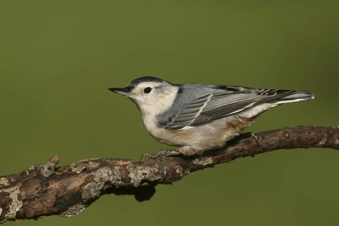 White-breasted Nuthatch (Sitta carolinensis), Ohio, USA