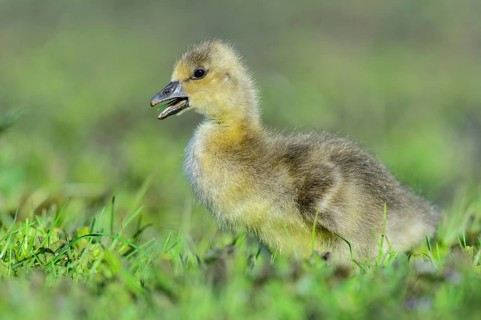 Greylag Goose (Anser anser) chick, Lower Saxony, Germany