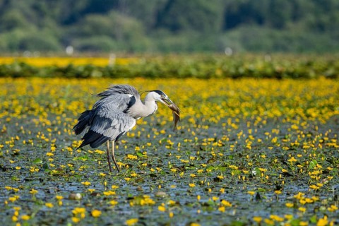 Grey heron (Ardea cinerea) amidst flowering sea pots (Nymphoides peltata) Hungary