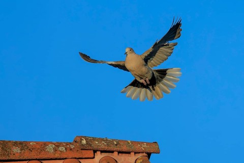 Pigeon soaring elegantly towards the tiled roof with outstretched wings, Eurasian collared dove