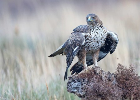 Bonelli's eagle (Aquila fasciata), calling, Castilla-La Mancha, Spain