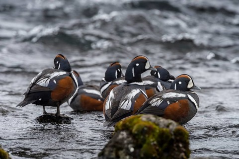 Harlequin Duck (Histrionicus histrionicus) male, Iceland