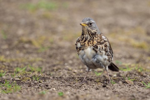 Entschlossen... Wacholderdrossel *Turdus pilaris*