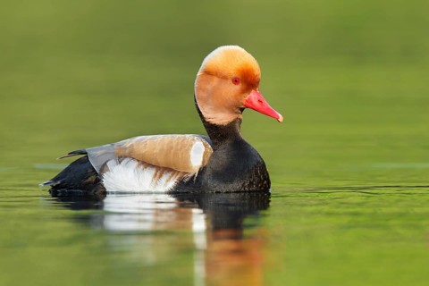 Red-crested Pochard (Netta rufina) male, Brandenburg, Germany