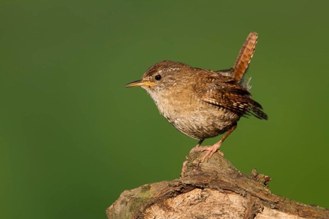 Northern Wren - Zaunkönig - Troglodytes troglodytes ssp. troglodytes, Germany, 1st cy