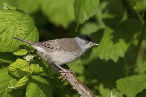 Blackcap - Mönchsgrasmücke - Sylvia atricapilla ssp. atricapilla, Germany, adult male