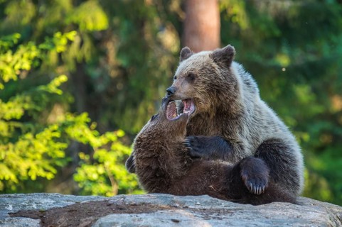 Eurasian Brown Bear (Ursus arctos) two fighting in forest, Finland