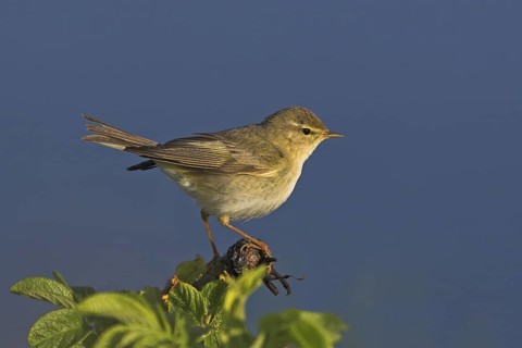 Willow Warbler (Phylloscopus trochilus), Rhineland-Palatinate, Germany