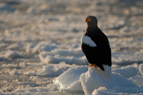 Steller's Sea Eagle (Haliaeetus pelagicus), Hokkaido, Japan