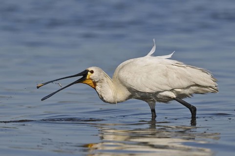 Löffler (Platalea leucorodia) White Spoonbill