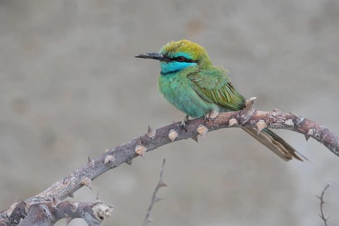 Green Bee-eater (Merops orientalis cyanophrys) perched on a branch, Shinas, Oman