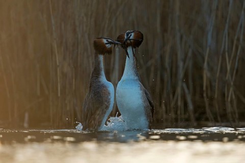 Great Crested Grebe (Podiceps cristatus) pair displaying, North Rhine-Westphalia, Germany