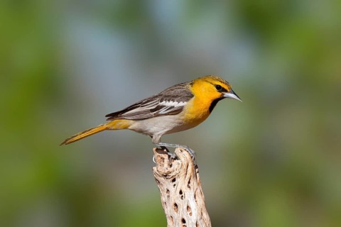 Bullock's Oriole Icterus bullockii Amado, Santa Cruz County, Arizona, United States 16 April First