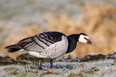 Barnacle Goose (Branta leucopsis), Netherlands