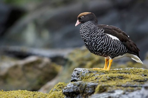 Kelp Goose (Chloephaga hybrida) perched on a rock in the Falkland Islands