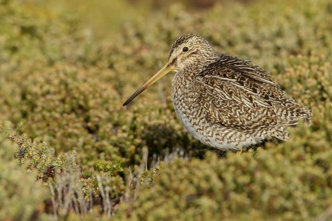 Magellanic Snipe (Gallinago magellanica magellanica) on the ground in the Falkland Islands