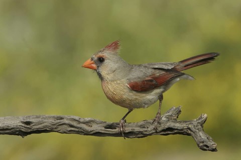 Northern Cardinal (Cardinalis cardinalis), Texas, USA