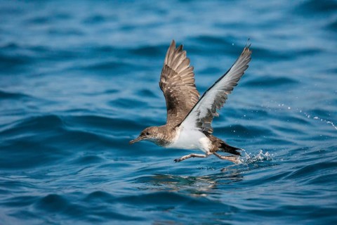 Black-vented Shearwater Puffinus opisthomelas San Diego, California, United States 14 September
