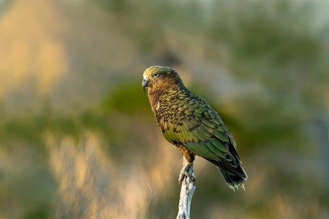 Kea (Nestor notabilis), Te Wahipounamu, South Island, New Zealand