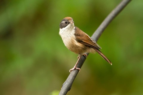 Pipipi (Mohoua novaeseelandiae), Rakiura National Park, New Zealand