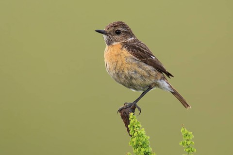 European Stonechat (Saxicola rubicola) female, Lake Neusiedl, Austria