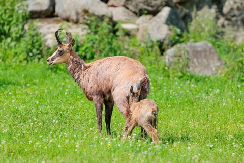 An adult female chamois (Rupicapra rupicapra) suckles her young on a sunny day in a green meadow..