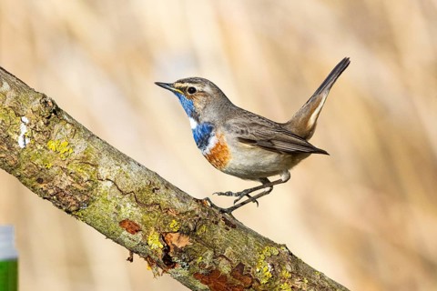 Bluethroat (Luscinia svecica cyanecula) ml Germany