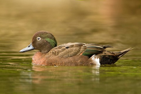 Brown Teal (Anas chlorotis) male, North Island, New Zealand