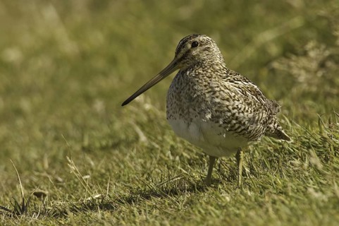 South American Snipe (Gallinago paraguaiae magellanica), Falkland Islands