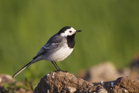 White Wagtail (Motacilla alba), North Rhine-Westphalia, Germany