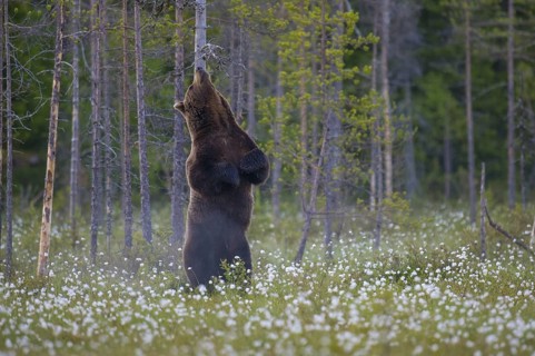 Eurasian Brown Bear (Ursus arctos) standing at tree trunk and rubbing its back, Finland