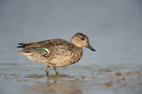 Eurasian Teal (Anas crecca) female, Schleswig-Holstein, Germany